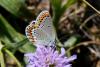 Plebejus argyrognomon